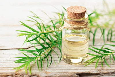 The Incredible Benefits of Tea Tree Oil for Skin, Hair, and Health